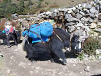 Yak